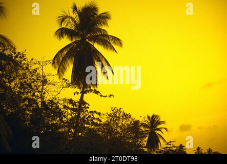 Gelber Sonnenuntergang über Palmen Tobago Stockfoto
