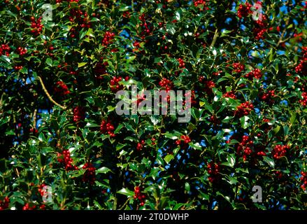 Holly Bush und Beries Stockfoto