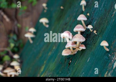 Winzige Pilze, die auf grünem Hintergrund wachsen. Weiße kleine Pilzgruppen Stockfoto