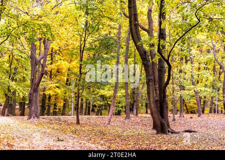 Bunte Follage im Herbst in Europa Stockfoto