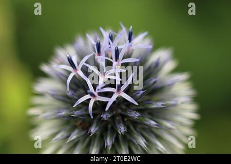 Purpurdistel, Echinops Ritro, Blume in Nahaufnahme mit einem verschwommenen Hintergrund aus Blättern. Stockfoto