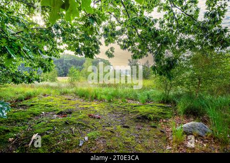 Blick unter dem Vordach und den Ästen von Bäumen auf die Landschaft mit Sumpf in der Nähe des Fens Boswachterij Grolloo mit Boden bedeckt mit Moosen im Vordergrund Stockfoto