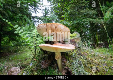 Nahaufnahme eines Hirschpilzes, Pluteus cervinus, am Fuße eines toten Fichtenstumpfes mit gut sichtbaren Lamellen vor dichtem Hintergrund Stockfoto