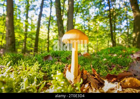 Nahaufnahme von gelbbrauner Grisette oder der orange-braunen ringlosen Amanita, Amanita fulva, weißer Stamm relativ lang dünn wächst aus Waldboden bedeckt mit Stockfoto