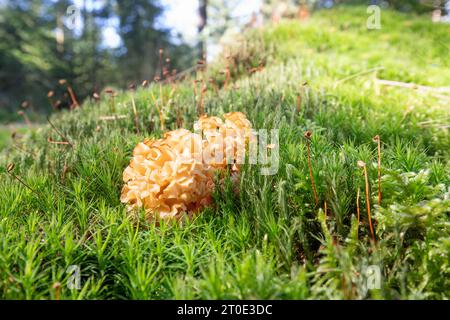 Nahaufnahme eines weichen gelben Blumenkohlpilzes, Sparassis crispa, mit braunen Kanten, die in einer Moosdecke in einem Wald mit Bäumen im Rücken wachsen Stockfoto