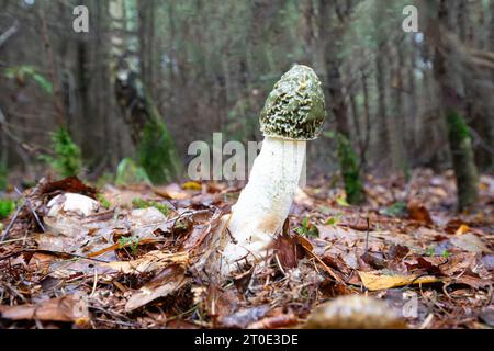 Nahaufnahme eines gewöhnlichen Stinkhorns, Phallus impudicus, Hut bedeckt mit schleimiger grüner Sporenschicht, der auf einem nährstoffarmen Sandboden wächst, der mit bedeckt ist Stockfoto