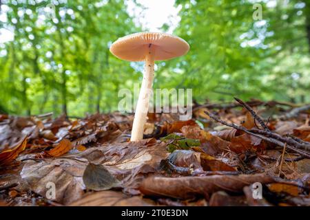 Nahaufnahme von gelbbrauner Grisette oder der orange-braunen ringlosen Amanita, Amanita fulva, weißer Stamm relativ lang dünn wächst aus Waldboden bedeckt mit Stockfoto