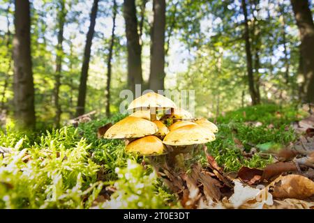 Nahaufnahme einer Gruppe von gemeinem Schwefel, Hypholoma fasciculare, die auf einem Waldboden wächst, umgeben von grünen Moosen und getrockneten Buchenblättern gegen A Stockfoto