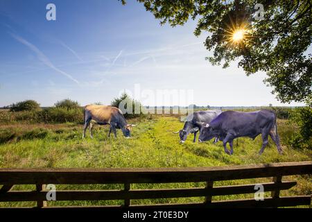 Weite natürliche Landschaft mit Sayaguesa-Bullen und Kühen, die für den Naturschutz in der niederländischen Provinz Drenthe verwendet werden, vor einem Hintergrund des blauen Himmels und Stockfoto