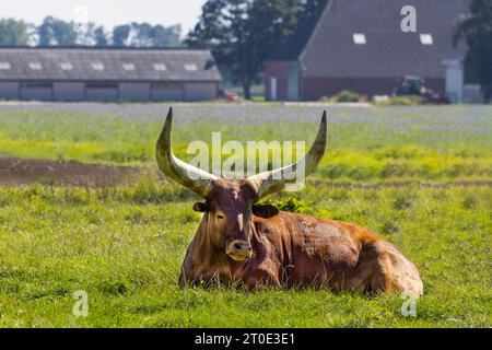 Nahaufnahme eines rotbraunen Watusi-Rindes, Bos taurus indicus, das auf einer grünen Wiese liegt und das Jungtier kaut, mit riesigen Hörnern und Fliegen am Körper und einem fa Stockfoto