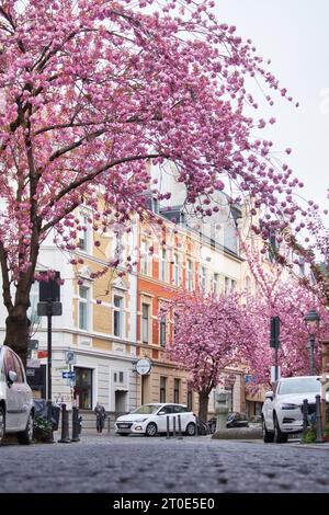 Bonn, Deutschland - 16. April 2021: An einem Frühlingstag in Bonn, Germa, blühen rosa Kirschblüten auf der Kirschblüte um eine Reihe von gelben und orangen Gebäuden Stockfoto