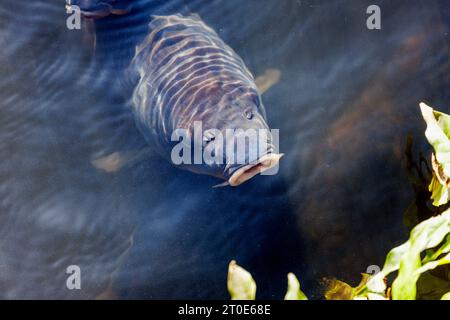 Koi-Karpfen brechen die Wasseroberfläche im Teich am Rock Garden and Alpine Meadow im RHS Garden Wisley, Surrey, Südosten Englands im frühen Herbst Stockfoto