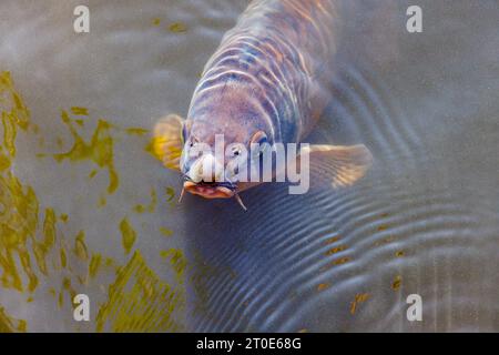 Koi-Karpfen brechen die Wasseroberfläche im Teich am Rock Garden and Alpine Meadow im RHS Garden Wisley, Surrey, Südosten Englands im frühen Herbst Stockfoto