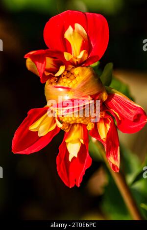 Natürliches Nahaufnahme blühendes Pflanzenporträt der auffallend schönen und farbigen Dahlia Puuh (Swan Island), die sich im Sommersonnenlicht öffnet Stockfoto