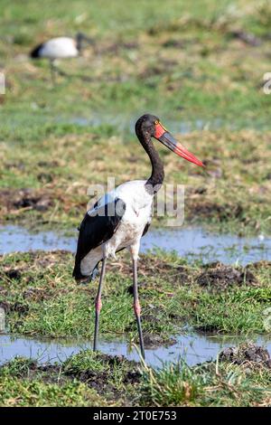 Weiblicher Sattelschnabelstorch, Ephippiorhynchus senegalensis, der größte Storch in Ostafrika, in den Sümpfen des Amboseli-Nationalparks, Kenia Stockfoto