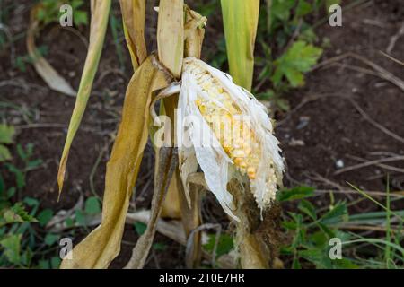 Ein beschädigtes Ohr aus Popcorn, wahrscheinlich von Vögeln oder Nagetieren, hängt an einem Herbsttag auf dem Feld an einem Maisstängel. Nahansicht. Agrarkonzept Stockfoto