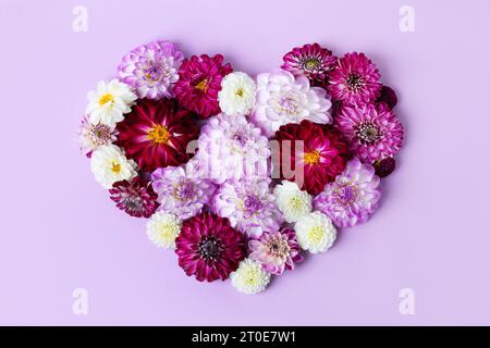 Festliche Herbstkarte in Form eines Herzens aus Dahlienblüten in verschiedenen Tönen auf lila Hintergrund. Romantischer Hintergrund. Flache Lagen. Art c Stockfoto