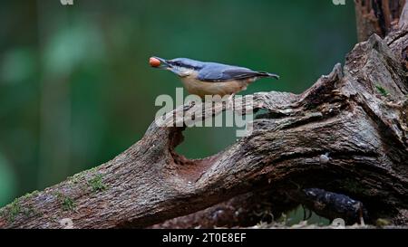 Nuthatch sammelt Nüsse im Wald Stockfoto