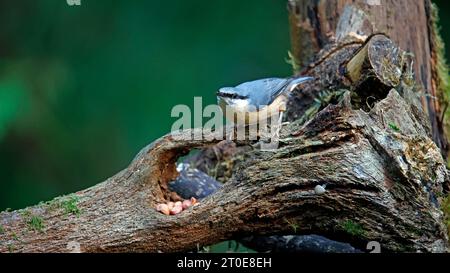 Nuthatch sammelt Nüsse im Wald Stockfoto