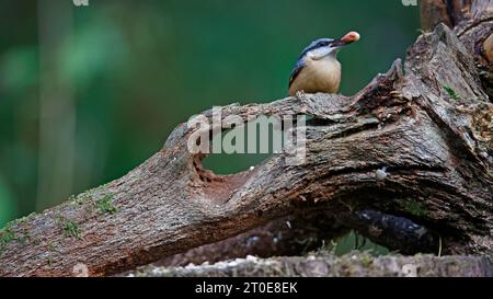 Nuthatch sammelt Nüsse im Wald Stockfoto