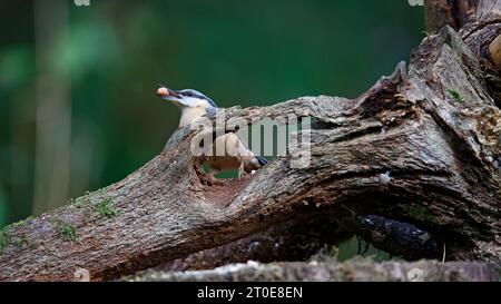 Nuthatch sammelt Nüsse im Wald Stockfoto