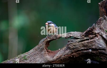 Nuthatch sammelt Nüsse im Wald Stockfoto