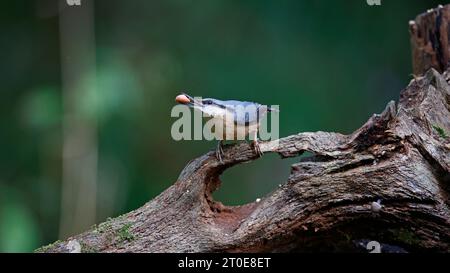 Nuthatch sammelt Nüsse im Wald Stockfoto