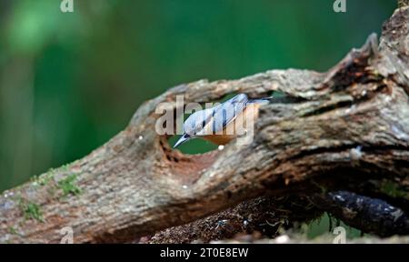 Nuthatch sammelt Nüsse im Wald Stockfoto