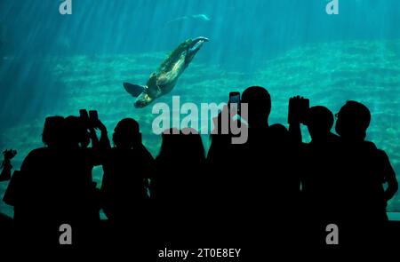 Meeresschildkröte schwimmt in einem Aquarium vor einer Gruppe von Menschen, öffentliche Zoos Stockfoto