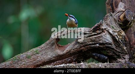 Nuthatch sammelt Nüsse im Wald Stockfoto