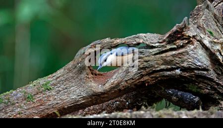 Nuthatch sammelt Nüsse im Wald Stockfoto