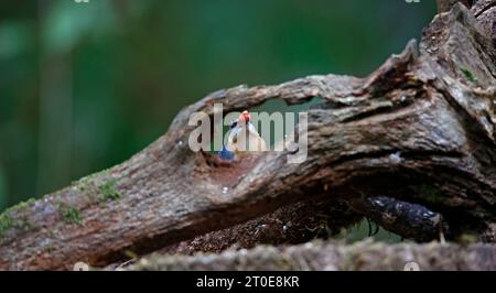 Nuthatch sammelt Nüsse im Wald Stockfoto