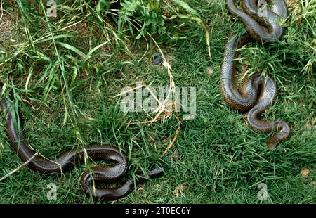 Grasschlangen (Natrix Natrix) Nicht Giftige Halbaquatische Schlangen Stockfoto