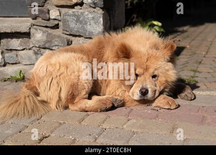 Street Red Dog Cow-Chow auf dem Asphalt liegt in der Sonne Stockfoto