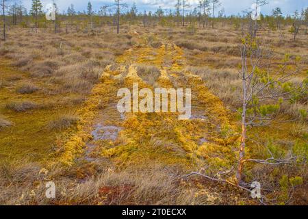 Die Spuren eines Geländefahrzeugs auf dem Sphagnum Hochmoor. Diese Spur wächst seit Jahren nicht mehr. Schutz von Sümpfen, weil Sümpfe, aber nicht davor Stockfoto