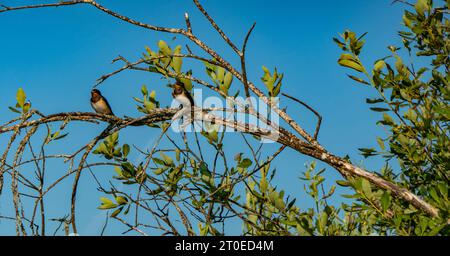 Eine Brut der Gemeinen Schwalbe (Hirundo rustica) hat das Nest verlassen und lebt im Sumpf (Weidenstrauch). Küken im Alter von 28 Tagen und Eltern zahlen weiterhin Stockfoto