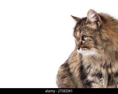 Süße Tabbykatze, die etwas mit grünen Augen ansieht, isoliert. Seitenprofil eines Kätzchens mit intensiver oder kurioser Körpersprache. Langhaarige Frau Senior ca. Stockfoto