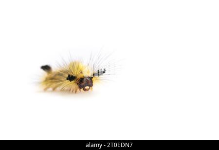 Fuzzy gelbe raupe, Vorderansicht. Rostige Tussock Moth caterpillar oder Orgyia antiqua (L.) lange gelbe Haare und Büschel. Stechende Haare können zum Skifahren führen Stockfoto