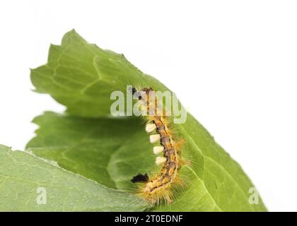 Unscharfe raupe auf Blatt. Seitenprofil oder rostige Tussock Moth caterpillar oder Orgyia antiqua (L.) lange gelbe Haare, orange Punkte und Büschel. Brennende Ha Stockfoto