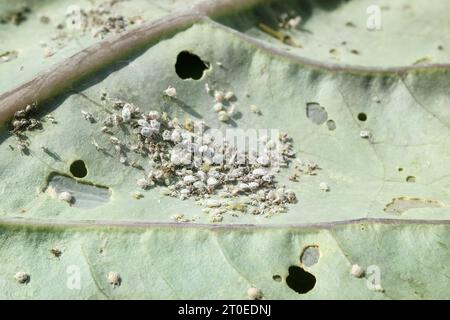 Graublattlaus-Befall und Kohl-Schmetterlingslarven am violetten Rübenblatt. Perspektivische Sicht auf große Kohlblattläuse oder Brevicoryne b Stockfoto