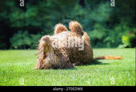 Glücklicher Hund, der auf dem Rücken herumrollte, nachdem er schwimmen musste, während er in die Kamera schaute. Flauschiger weiblicher Labradoodle-Hund mit nassem und wassergetränktem Pelzrollen. Stockfoto