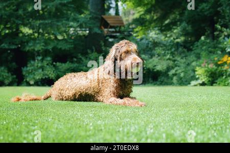 Glücklicher Hund mit Ball im Mund, der im Hinterhof auf Kunstrasen liegt. Flauschiger weiblicher Labradoodle-Hund mit nassem Fell vom Schwimmen im Pool, der eine schnelle br Stockfoto