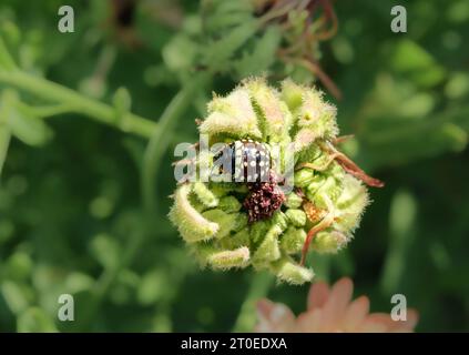 Blick von oben auf die südliche grüne Stinkwanze auf der Ringelblume. 3. Stadium oder Nymphe vom südlichen grünen Schild Bug oder Nezara viridula. Invasive Schädlinge Stockfoto