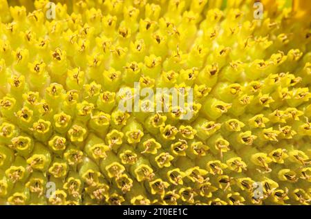 Sonnenblumen-Natur-Hintergrund oder abstrakte Sommertextur. Schöne Nahaufnahme einer riesigen Sonnenblume in der Blüte. Perspektivische Ansicht vieler gelber Scheibenröschen. Stockfoto