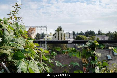 Katze in Catio oder im Außenbereich auf der Dachterrasse, überwacht die Nachbarschaft. Niedliche Calico-Katze, die in einem hochgezogenen Outdoor-Käfig hinter üppiger Bohne sitzt Stockfoto