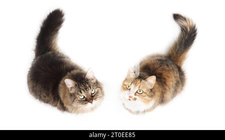 Zwei Katzen sitzen, während sie in die Kamera schauen. Hochwinkel- oder Draufsicht auf flauschige Senior Tabby Katze und Calico Kätzchen. Katzen, die auf Nahrung oder Leckerli warten Stockfoto