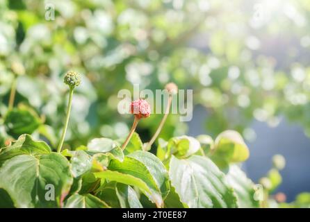 Hartholzbeeren oder Früchte auf Pflanzenzweig. Atemberaubende und ungewöhnliche Beeren in verschiedenen Größen und Farben. Bekannt als blühender Hartholz, rosa Hartholz oder Mais Stockfoto