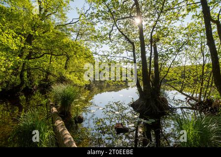 Herthasee im Nationalpark Jasmund, am Wanderweg zwischen dem Hagen Besucherparkplatz und dem Nationalparkzentrum Königsstuhl, Hagen, Insel Rühen, Mecklenburg-Vorpommern, Deutschland Stockfoto