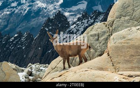 Steinbock (Capra Steinbock) in wilder Felsenlandschaft. Alpen von URI, Schweiz, Europa Stockfoto