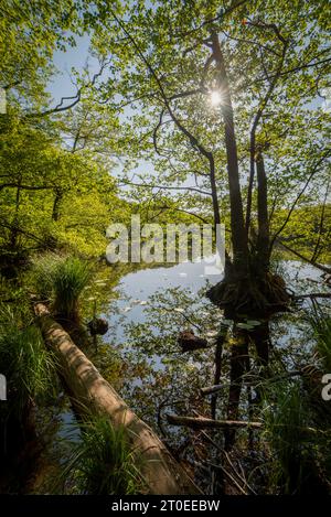 Herthasee im Nationalpark Jasmund, am Wanderweg zwischen dem Hagen Besucherparkplatz und dem Nationalparkzentrum Königsstuhl, Hagen, Insel Rühen, Mecklenburg-Vorpommern, Deutschland Stockfoto
